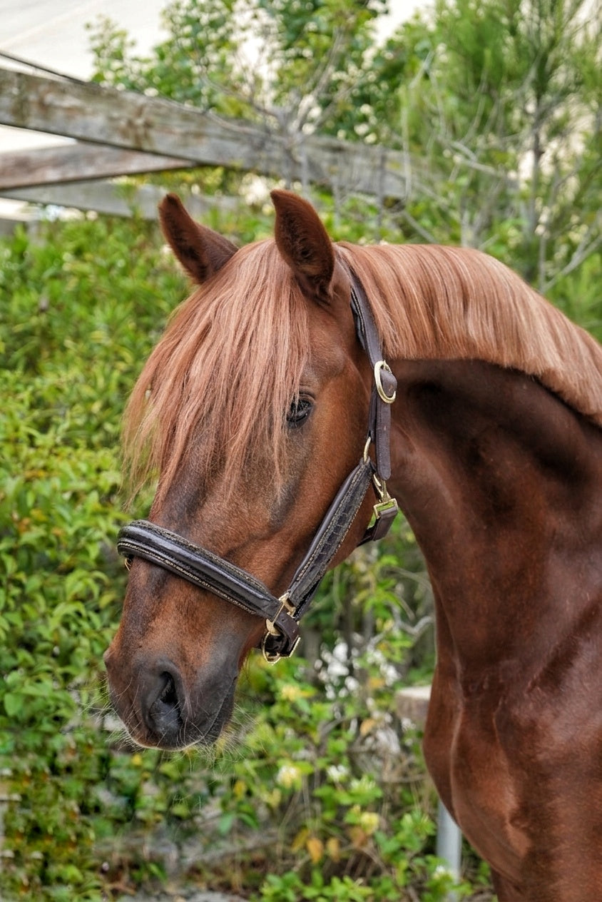 EquineTails Leather Halter