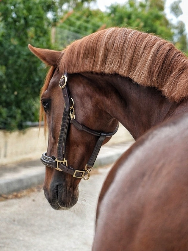 EquineTails Leather Halter