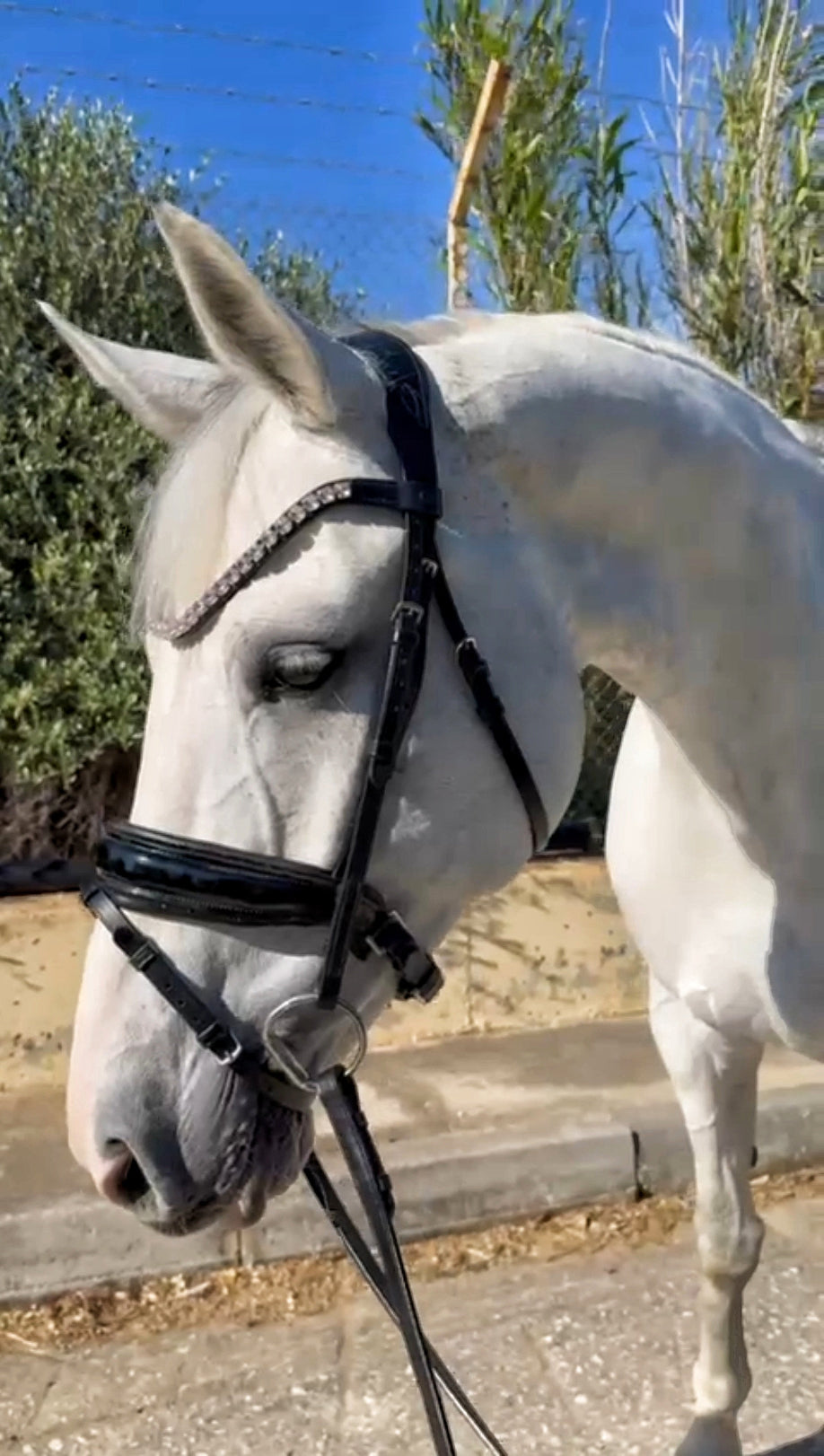 EquineTails Dressage Set — Bridle & Reins