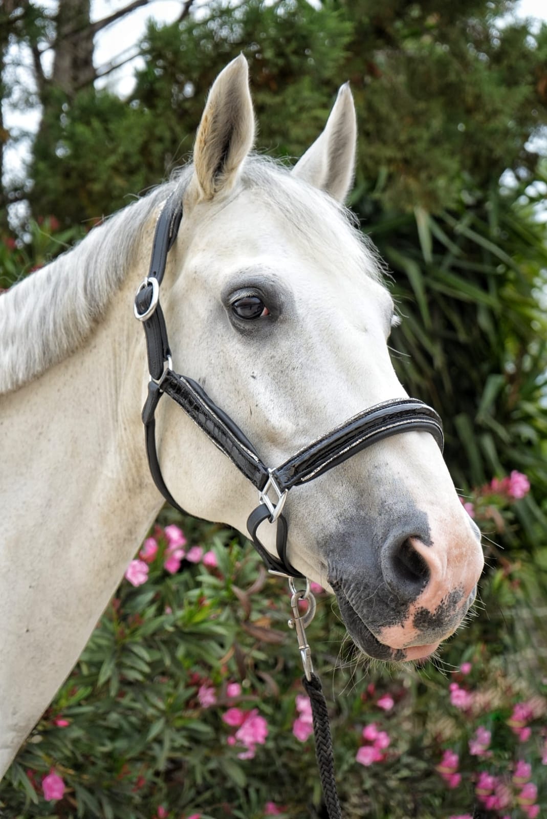EquineTails Leather Halter