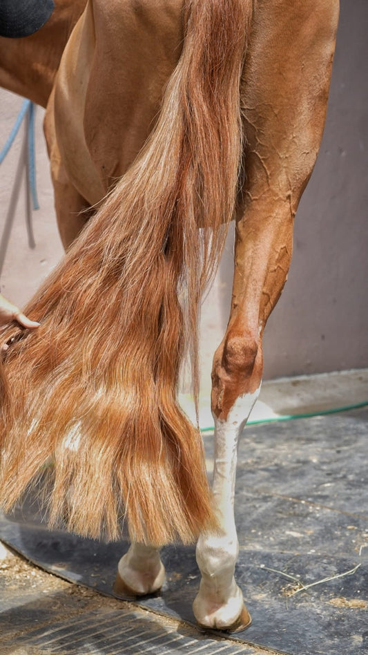 Flax Chestnut Horse Tail Extension